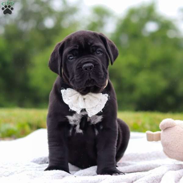 Jade, Cane Corso Puppy